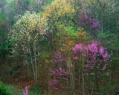 Redbud Sassafras Medley