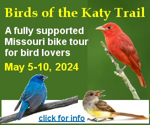 Birds of the Katy Trail